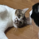 青米面包