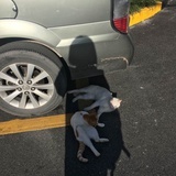 赶鹅