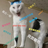 萌萌哒的鸭嘴兽