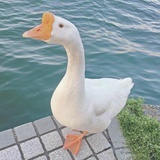 哟是你呀