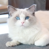 兜兜里有糖Q添宝