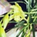 风声倚琴