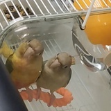 黄额娘的黄太子