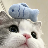 芝喜