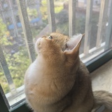 凌云