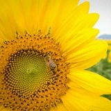 阿多