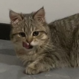 背着筮草找星星