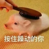 喵呜曲奇酱