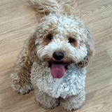 爱看电影的阿九