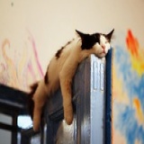 catbaron