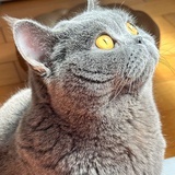 红花继木