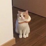 老干妈提拉米苏