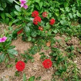 驿路芳草