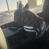 Vito