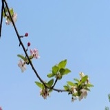 橙子
