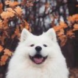 苏小漫