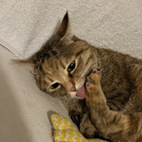 不萌