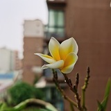 三灵灵