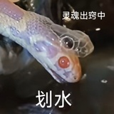 不选C