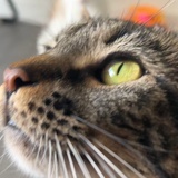 鹿肉
