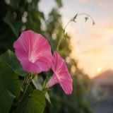木序
