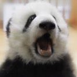 千年熊猫精