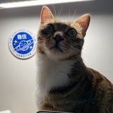 牛肉丸（战损版