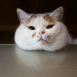 猫龟🐌