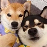 自由是橙色预警