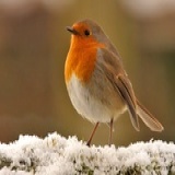 戴头巾的Robin