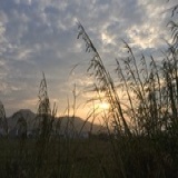 狮子歌歌