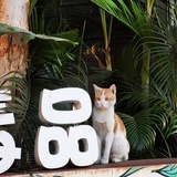 富贵飞猪