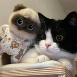 猫头鹰