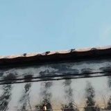 望帝春心