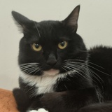 小猫没有坏心眼