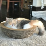 胡白萝卜