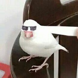 轻荷