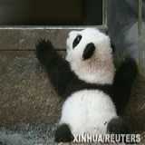 黄小兔