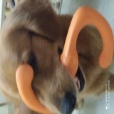 肥高
