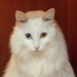 Amy