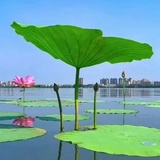 榴岩