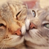 爱和熊混的猪