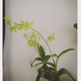 lightcloud