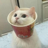 Aom
