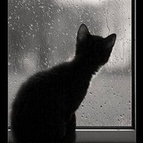 迟迟雨