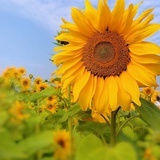 卡拉玛佐夫妹妹