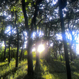 帕帕斯托夫斯基