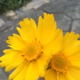微尘