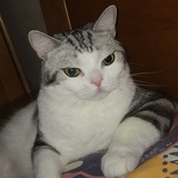 梦蝶