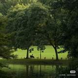 发财树也有春天